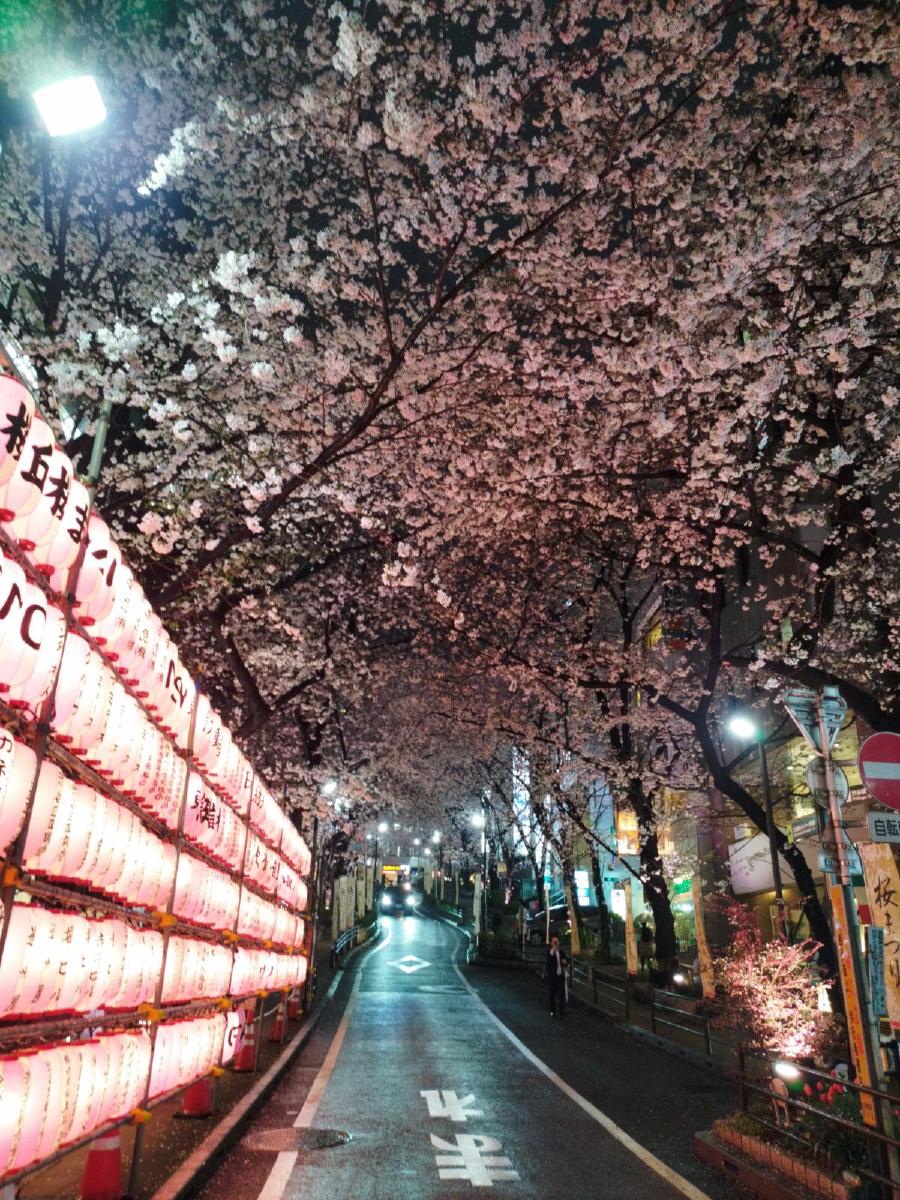 坂の下から見た桜
