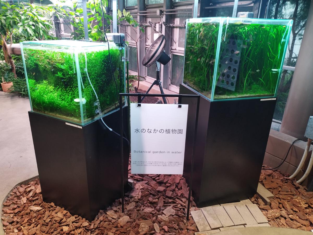 水草が茂る二つの水槽と展示板『水のなかの植物園』